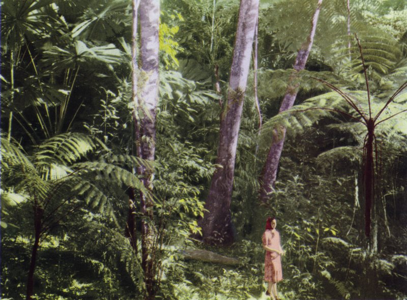 Queensland, Australië: Tropisch oerwoud (foto) door Photographer Australian