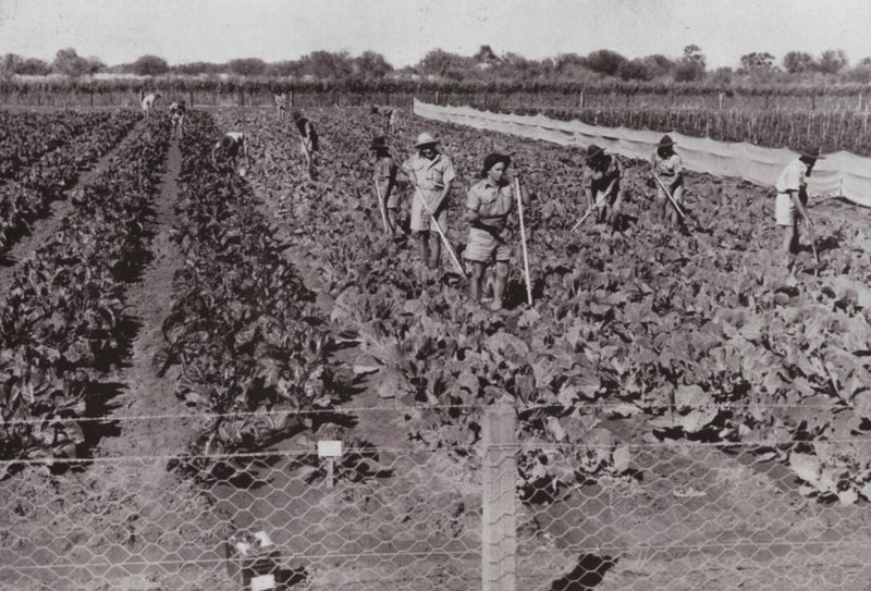 Groenten geteeld nabij de Transcontinentale Weg in het zogenaamde Woestijnland, geïrrigeerd met boorwater door Photographer Australian