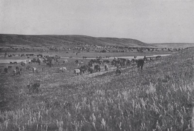 Veekudde op de glooiende hooglanden van Alberta (zwart-wit foto) door Photographer Canadian