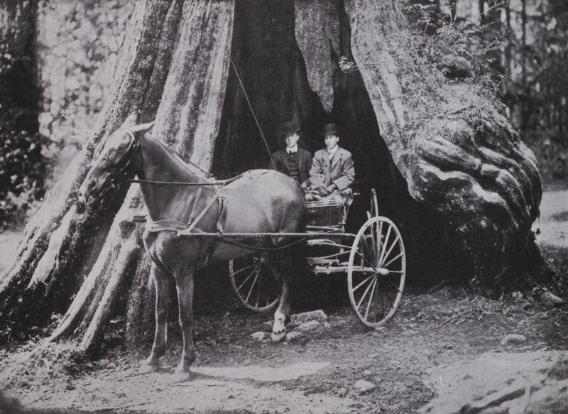 De Grote Boom, Stanley Park, Vancouver door Photographer Canadian