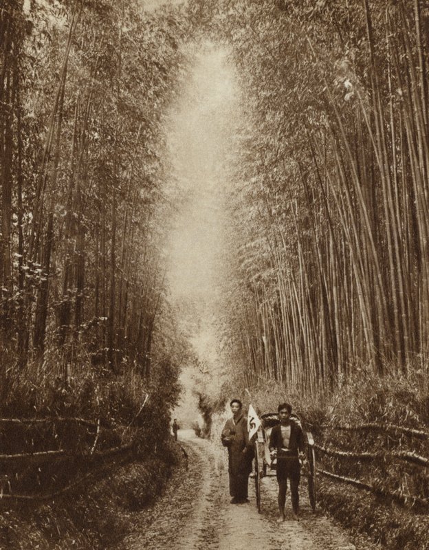Bamboebos, Japan (zw/w foto) door Photographer Japanese