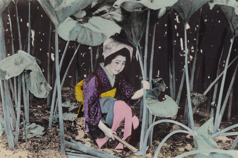 Japan, ca. 1912: Enorme moerasrabarber, wilde plant, Akita door Photographer Japanese