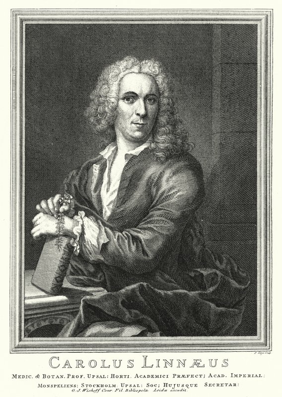 Carl Linnaeus, Zweedse botanicus en zoöloog door Pierre Tanje
