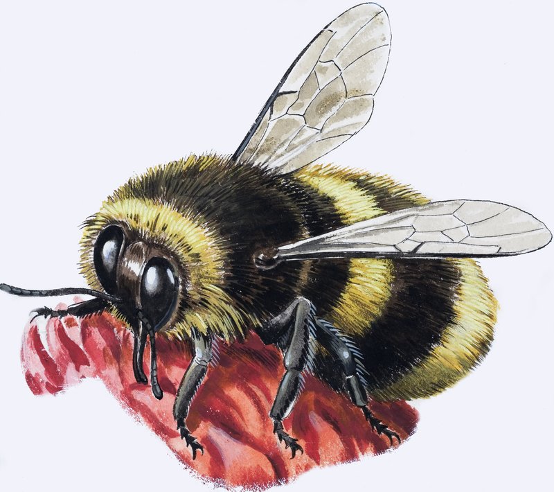 Honingbij (gouache op papier) door R.B. Davis