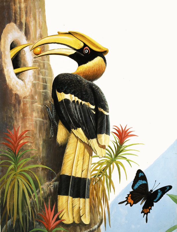 De neushoornvogel door R.B. Davis