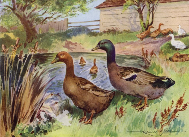 Illustratie voor Mijn Boerderij door Reginald Mills