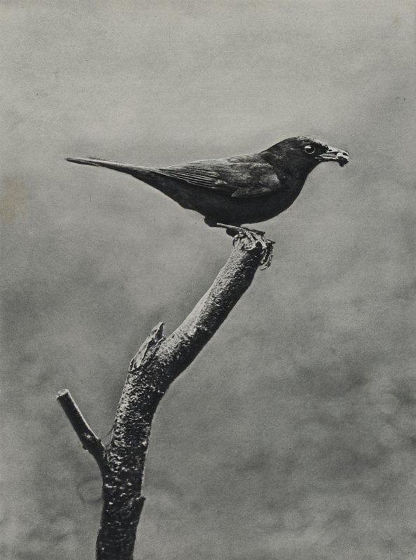 Mannelijke merel met voedsel voor jongen door Richard and Cherry Kearton