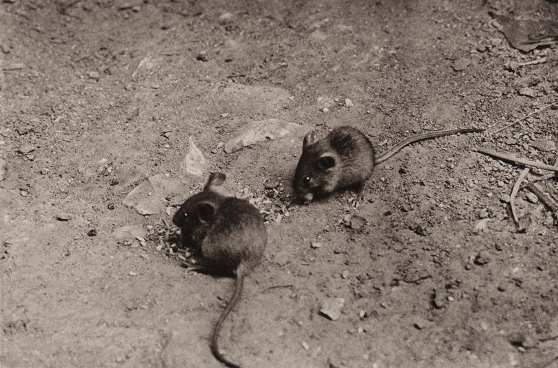 Muizen aan het avondeten door Richard and Cherry Kearton