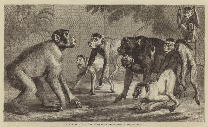 Een nieuwe aanwinst in de dierentuin van Regent