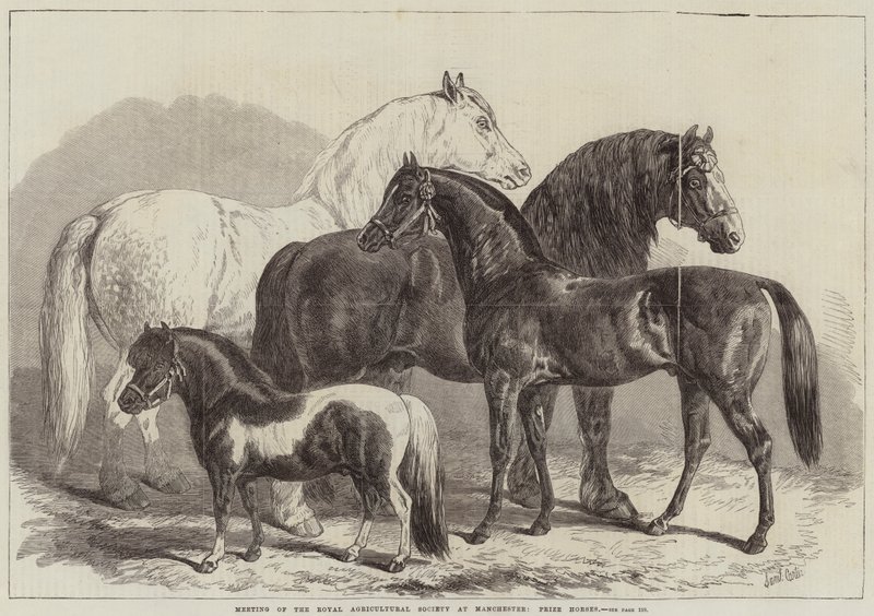 Bijeenkomst van de Koninklijke Landbouwvereniging in Manchester, prijswinnaars door Samuel John Carter