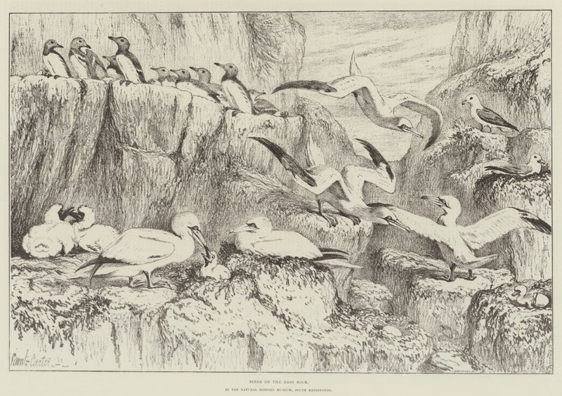 Vogels op de Bass Rock, in het Natuurhistorisch Museum, South Kensington door Samuel John Carter