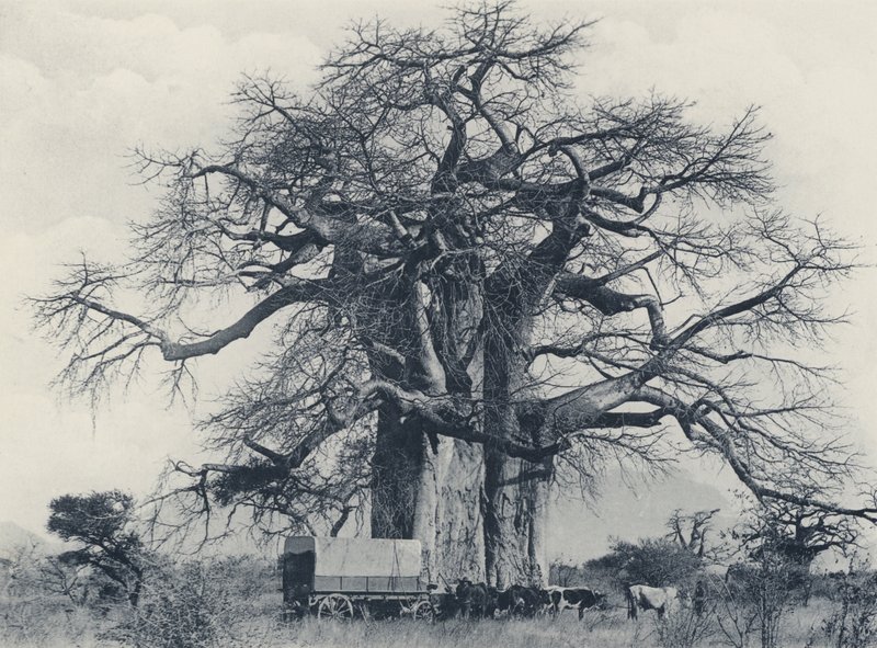 Een Baobab Boom (zwart-wit foto) door South African Photographer