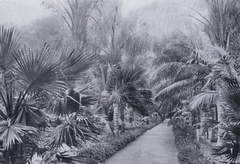 Palm Avenue, Botanische Tuinen, Durban door South African Photographer