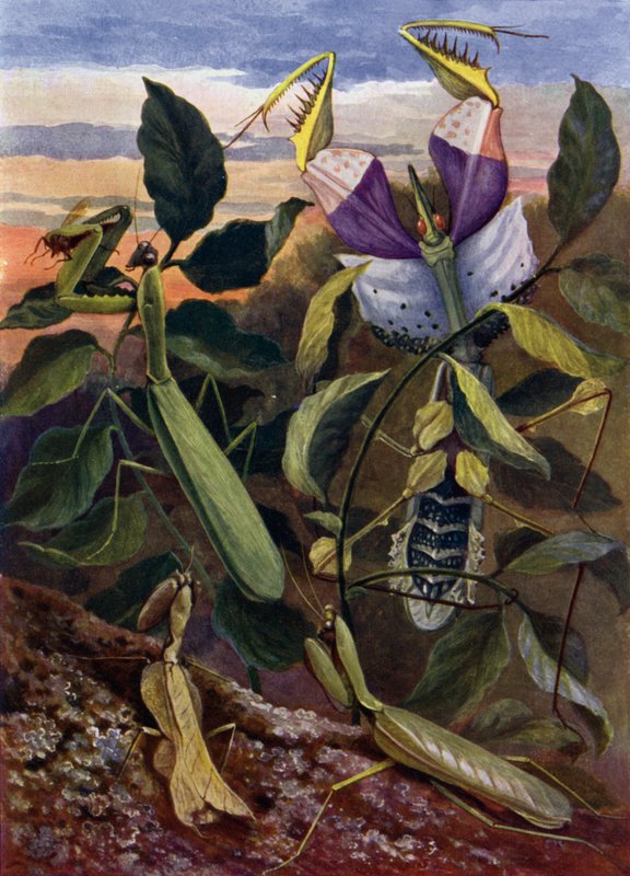 Biddende insecten door Theobald Carreras