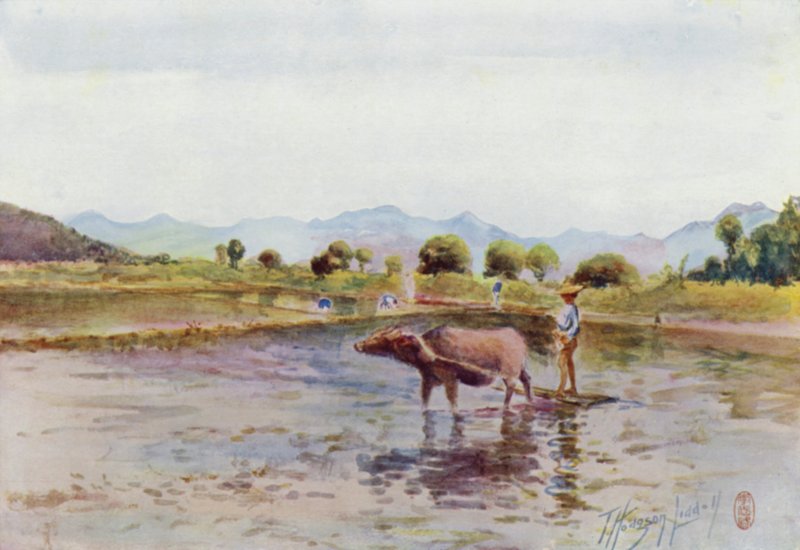Waterbuffels aan het Werk in de Rijstvelden door Thomas Hodgson Liddell