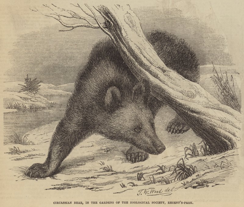 Circassische beer, in de tuinen van de Zoological Society, Regent