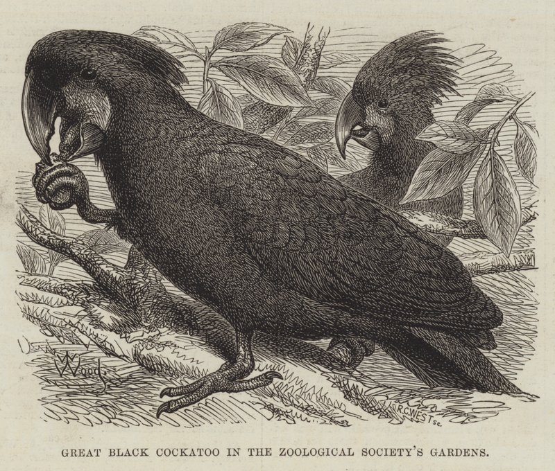 Grote Zwarte Kaketoe in de Tuinen van de Zoological Society door Thomas W. Wood