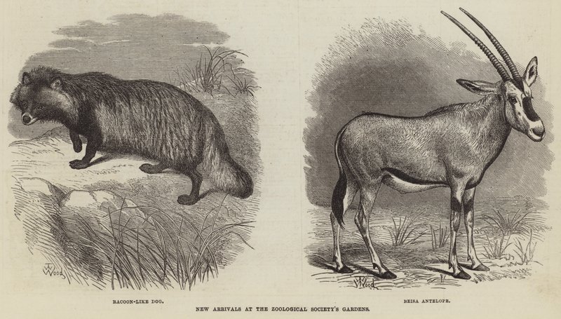 Nieuwe aankomsten in de tuinen van de Zoological Society door Thomas W. Wood