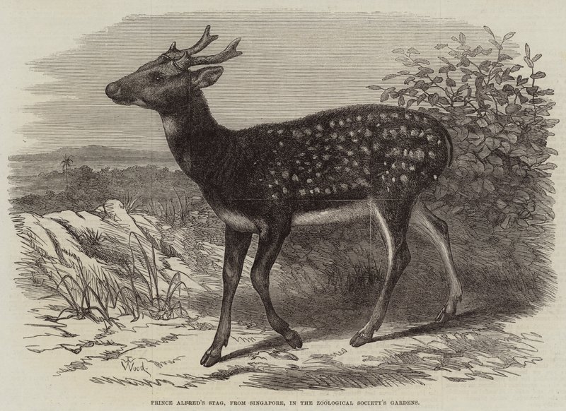 Hert van Prins Alfred, uit Singapore, in de tuinen van de Zoological Society door Thomas W. Wood