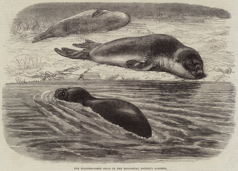 De Blaasneus Zeehonden in de Tuinen van de Zoologische Vereniging door Thomas W. Wood