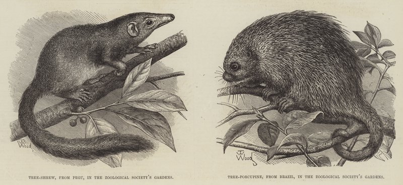 De Boomspitsmuis en Boomstekelvarken door Thomas W. Wood