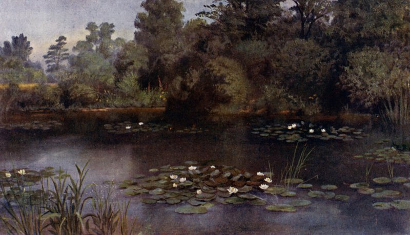 Kew Gardens: De Waterlelievijver (kleur litho) door Thomas Mower Martin
