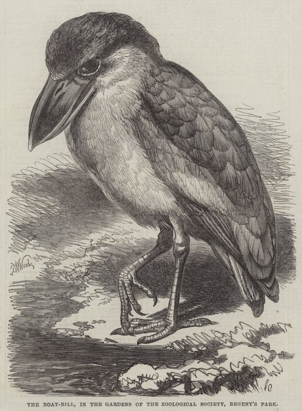 De bootbek, in de tuinen van de Zoological Society, Regent