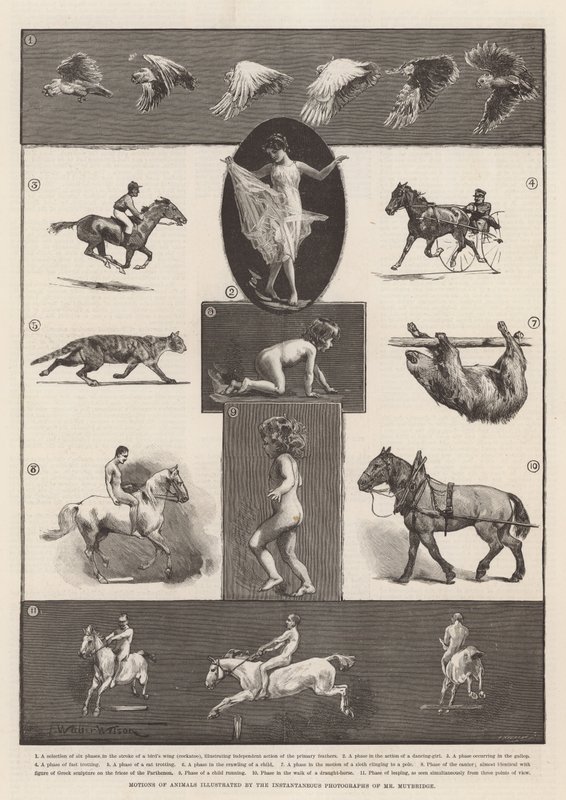 Bewegingen van dieren geïllustreerd door de momentopnamen van Mr Muybridge door Thomas Walter Wilson