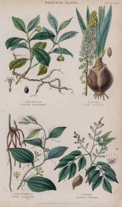 Ipecacuan; Squill; Sarsaparilla; Copaiba door W. Fitch