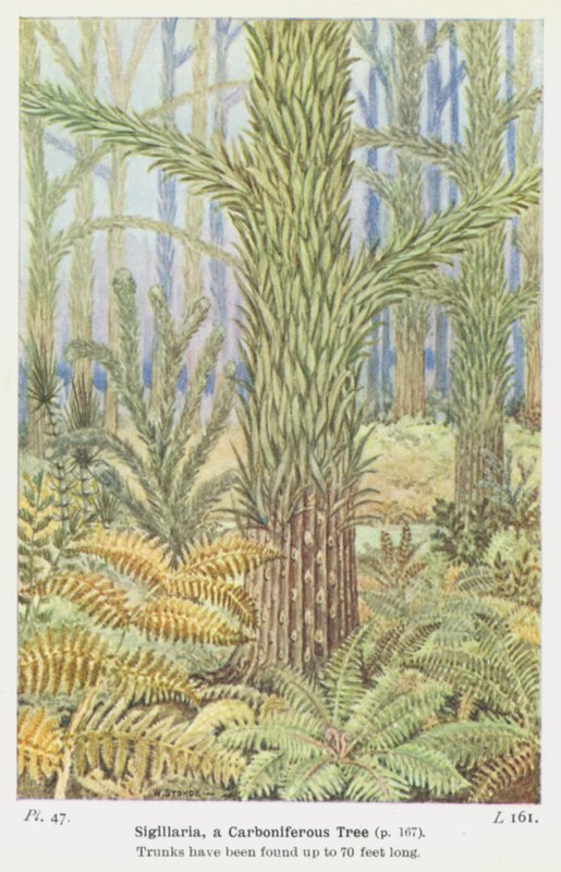 Sigillaria, een Carboon-boom door W. J. Stokoe