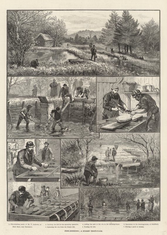 Viskwekerij, een forellenkwekerij in Surrey door Walter Paget