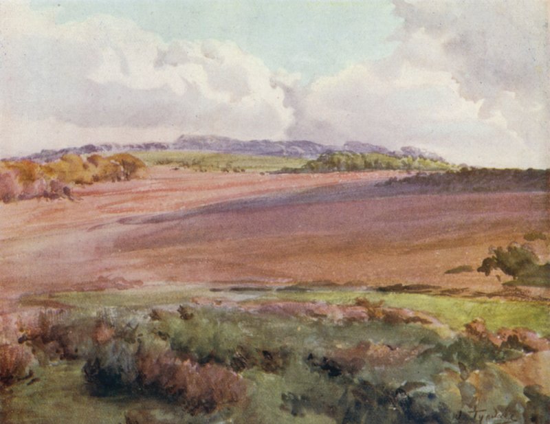 Het Nieuwe Bos: Over Malwood Walk vanaf de Weg naar Fritham door Walter Frederick Roofe Tyndale