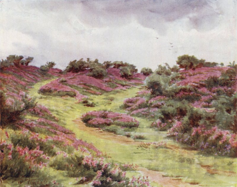 Het Nieuwe Woud: Bell Heather op Setley Plain door Walter Frederick Roofe Tyndale