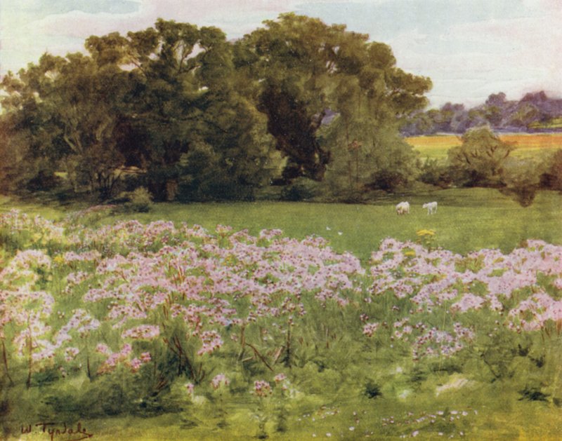 Het Nieuwe Woud: Riversdale, Boldre door Walter Frederick Roofe Tyndale