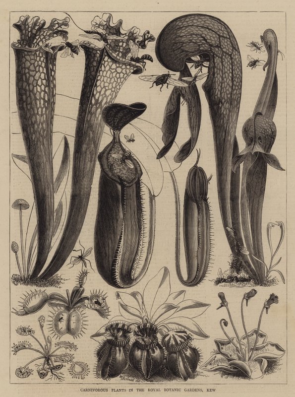 Vleesetende Planten in de Koninklijke Botanische Tuinen, Kew door Walter Granville Smith