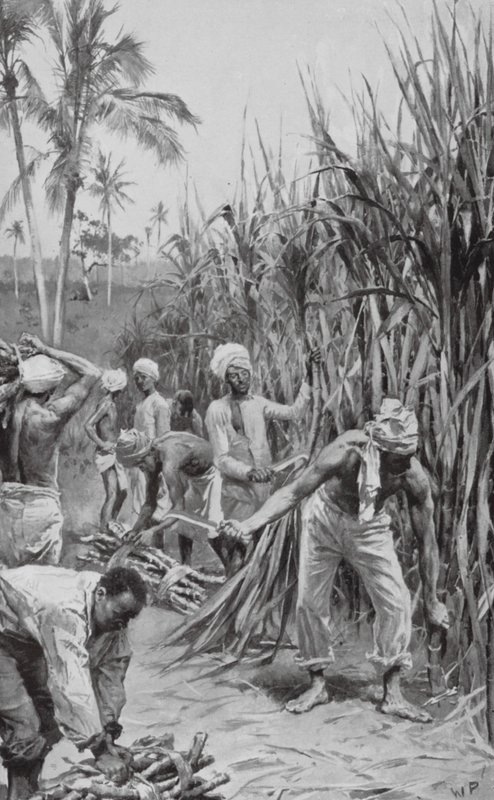 Trinidad koelies aan het werk in een suikerrietveld door Walter Paget
