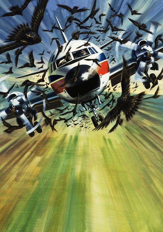 Een passagiersvliegtuig bedreigd door een zwerm vogels door Wilf (20th century) Hardy
