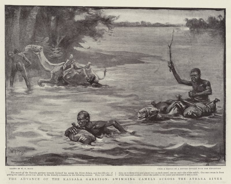 De Vooruitgang van het Kassala Garnizoen, kamelen zwemmend over de Atbara-rivier door William T. Maud