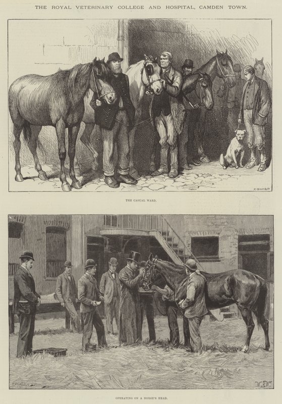 Het Royal Veterinary College en ziekenhuis, Camden Town door William Barnes Wollen