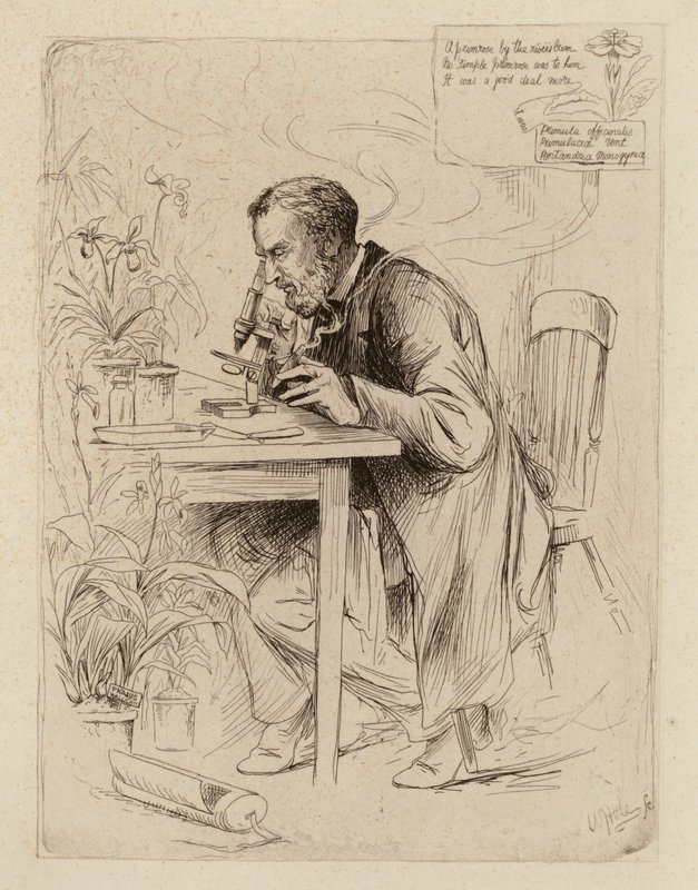 Alexander Dickson, professor in de botanie (gravure) door William Brassey (after) Hole