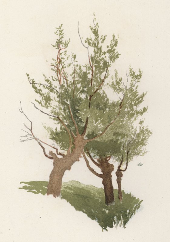 Bomen: De Wilg door William Henry James (after) Boot