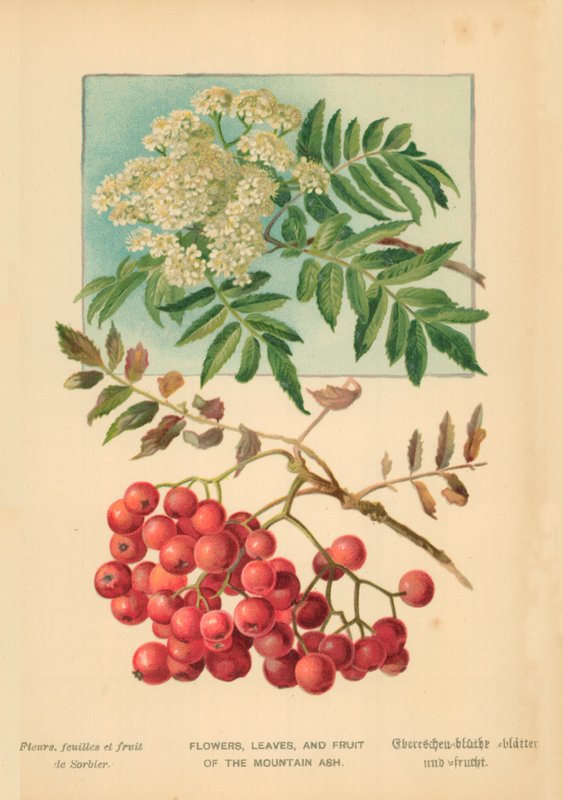 Bloemen, Bladeren en Vruchten van de Lijsterbes door William Henry James Boot