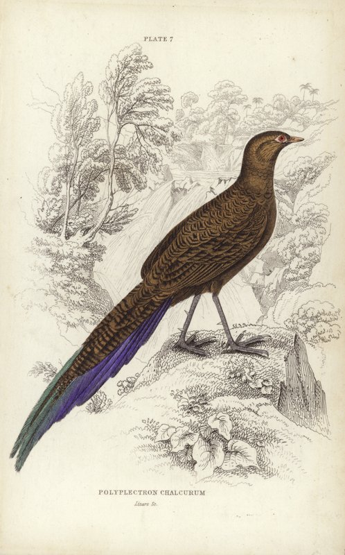 Polyplectron Chalcurum door William Home Lizars
