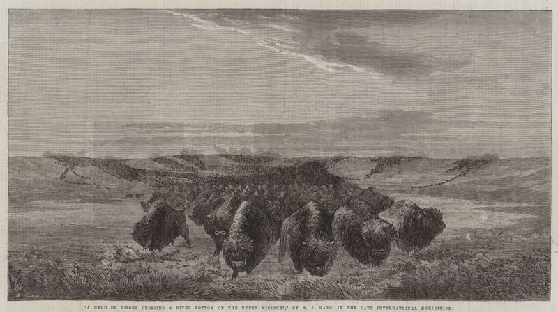 Een kudde bizons steekt een rivier over in de Upper Missouri, in de late internationale tentoonstelling door William Jacob, Sr. Hays