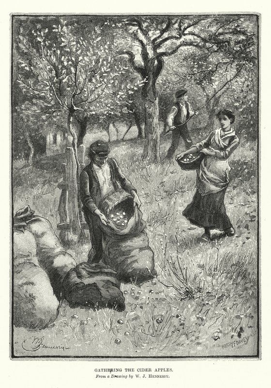Het verzamelen van de ciderappels door William John Hennessy