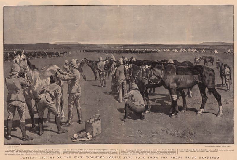 Patiënt slachtoffers van de oorlog, gewonde paarden teruggestuurd van het front worden onderzocht door William Small