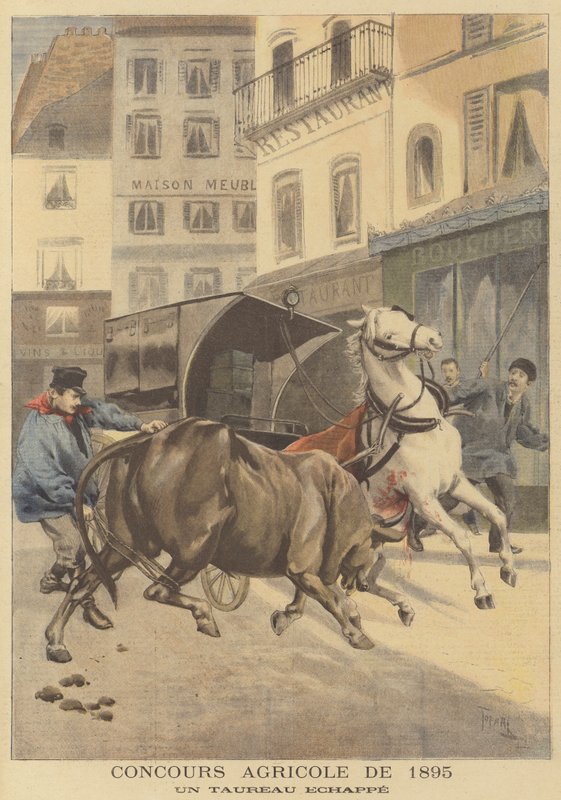 Landbouwtentoonstelling van 1895. Een ontsnapte stier door after Oswaldo Tofani