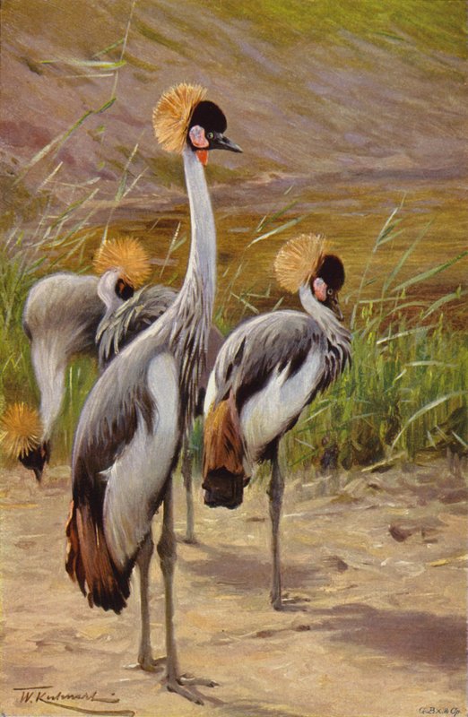 Kroonkraanvogel door after Wilhelm Kuhnert