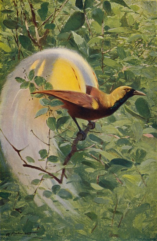 Grote paradijsvogel door after Wilhelm Kuhnert