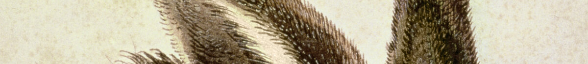 Jonge haas (Albrecht Dürer), Detail: Aufgerichtete Ohren